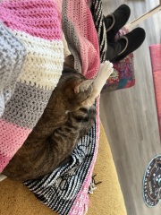 Get A Compass! The Excellent Cats embrace a new rallying cry