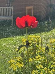What’s looking gorgeous in your garden right now?