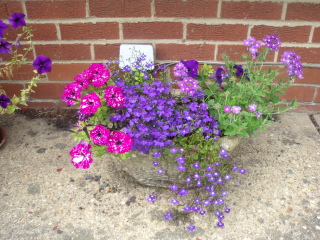 What’s looking gorgeous in your garden right now?