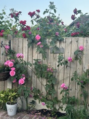 What’s looking gorgeous in your garden right now?