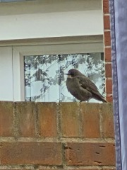Can anyone identify this bird seen in southern England today?