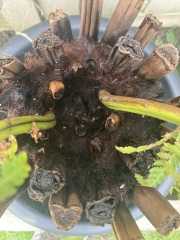 Dicksonia Antartica- pics, what do we think?
