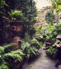 Ideas for planting a small sunken garden with limited light
