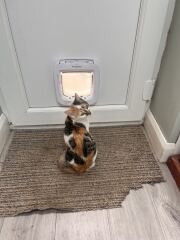 New tiny kitten