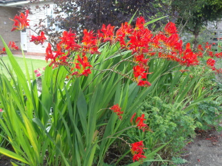 What’s looking gorgeous in your garden right now?
