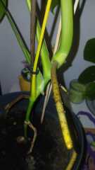 Monstera advice pics inc