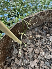 What is eating my bean plants?