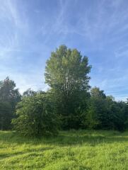 Bit of a strange tree ID one…