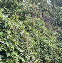 Why do people want to rip every plant out of their gardens?!