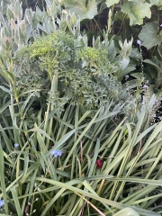 Mystery plant.