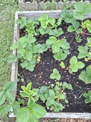 2026 Allotmenteers - have we lost the plot?!