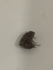 omg I’ve just woken up in a hotel as I felt something crawling on me, it was a bloody bed bug