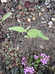 plant ID please - are either of these self-seeders worth keeping?
