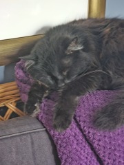 Cat tired in this weather