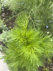 Plant IF request