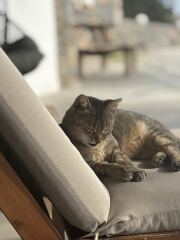 My holiday villa has official cat residents 😻
