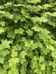Shrub ID