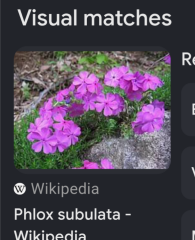 Another name a plant ...Google lens not helping