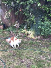 Cat tired in this weather
