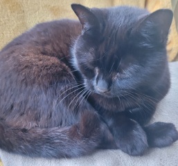 Cat tired in this weather