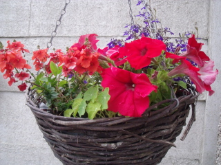What’s looking gorgeous in your garden right now?