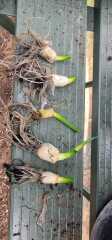 Quick to grow food plant?