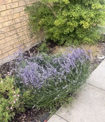 How should I prune overgrown, leggy lavender without losing the flowers?