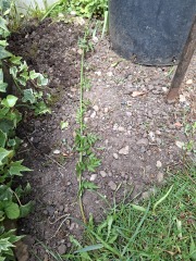 Can anyone identify this plant in my garden please?