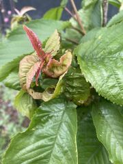 Ants on my cherry? What do I do