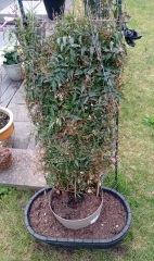 Why is my Jasmine dying?