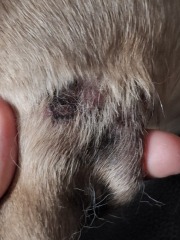 At my wits' end with my dog's itching and swollen glands