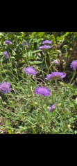 May flowers & spring cleaning - flylady style