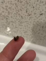 omg I’ve just woken up in a hotel as I felt something crawling on me, it was a bloody bed bug
