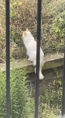 AIBU to feel annoyed by my neighbour's complaints about rats?