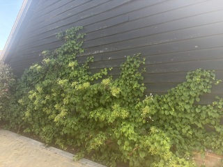 How can I train clematis up a barn without trellis?