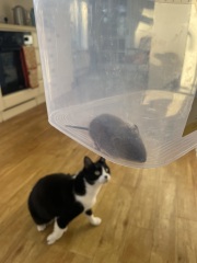 How well did your cat recover after being hit by a car?