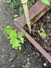 What is eating my bean plants?
