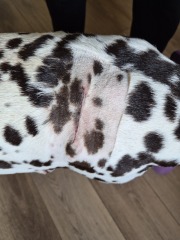 More Histiocytoma or Mast cell tumours