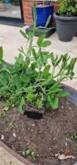 What type of pea?