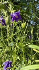 Weeds Have Rights Too !
