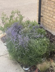 How should I prune overgrown, leggy lavender without losing the flowers?