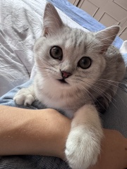Will our calm British Shorthair kitten stay easy-going as she grows?