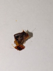 Ear wax glory