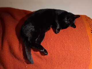 How to stop my cat bringing in dead animals