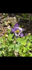 May flowers & spring cleaning - flylady style
