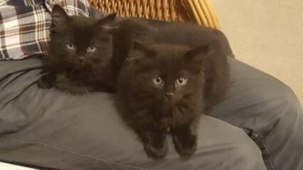 Do some cats just not like laps?