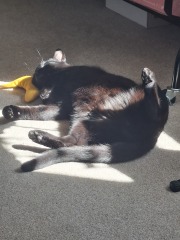Cat tired in this weather