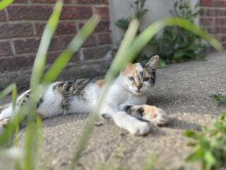 New tiny kitten