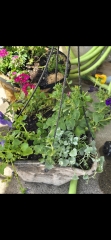 May flowers & spring cleaning - flylady style