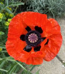 What’s looking gorgeous in your garden right now?